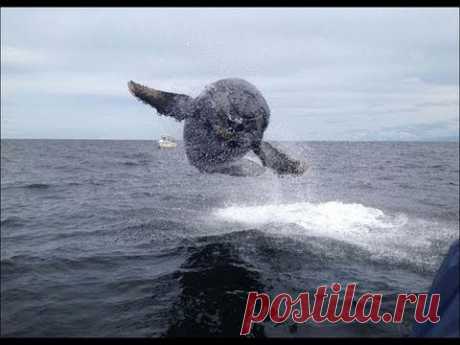 Baleine qui saute et vole