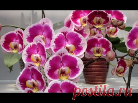 КАК ЗАСТАВИТЬ ЦВЕСТИ РАСТЕНИЕ ? ПОЧЕМУ НЕ ЦВЕТЁТ ОРХИДЕЯ ? #стимуляция_цветения #72 #oldenburgru - YouTube