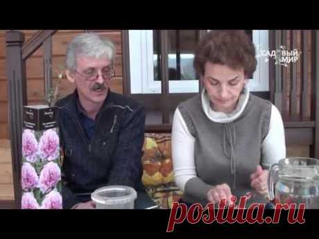 Как сажать пионы из коробки