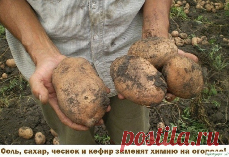 Как заменить химию на огороде — Садоводка