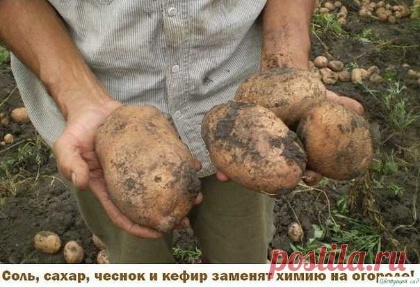 Как заменить химию на огороде — Садоводка