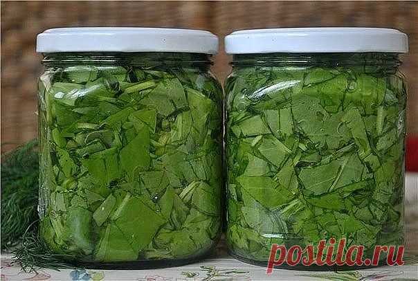 Щавель консервированный