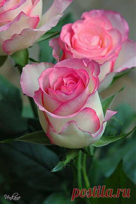 Pink &amp; White Roses - Lovely | Fleur de lis, etc.