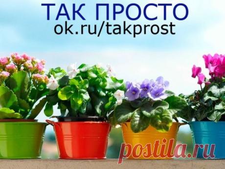 Альтернативное использование обычных дрожжей: и пусть твои растения скажут «спасибо»!
Кто бы мог подумать, что обычные пекарские дрожжи можно использовать не только для приготовления всяких вкусняшек. Еще дрожжи могут служить прекрасным стимулятором роста для растений. Этот продукт богат минеральными веществами, органическим железом и микроэлементами.
Если дрожжи растворить в воде, начнут выделяться вещества, которые ускорят рост растений, они станут крепче, а рассада будет лучше переносить пики