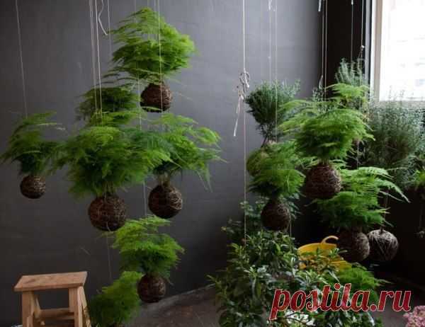 Игра со струнами: висящие комнатные сады / Рукоделие