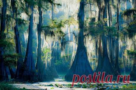 Изумительные кипарисы озера Каддо