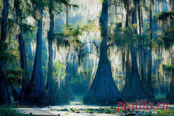Изумительные кипарисы озера Каддо