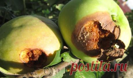 Плодожорка – самый опасный вредитель урожая. Современные методы борьбы / Плодожорка / 7dach.ru