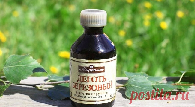 Березовый деготь:защита сада от вредителей без капли химии  | 6 соток