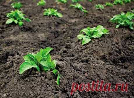 Как спасти всходы картофеля от заморозков?
Дневник Елена-надежда