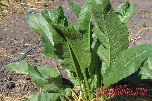 Лечение артрита и артроза народными средствами: рецепты от артроза суставов