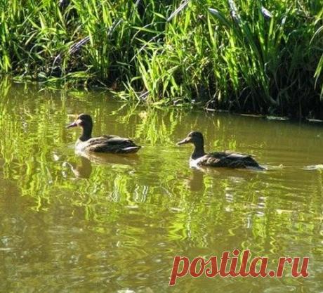 Как поймать утку без ружья