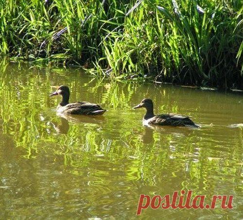 Как поймать утку без ружья