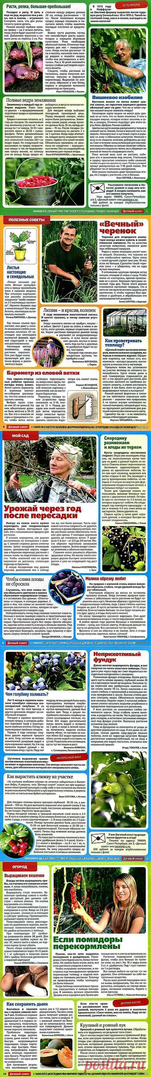 Дачный совет - 2013/8.