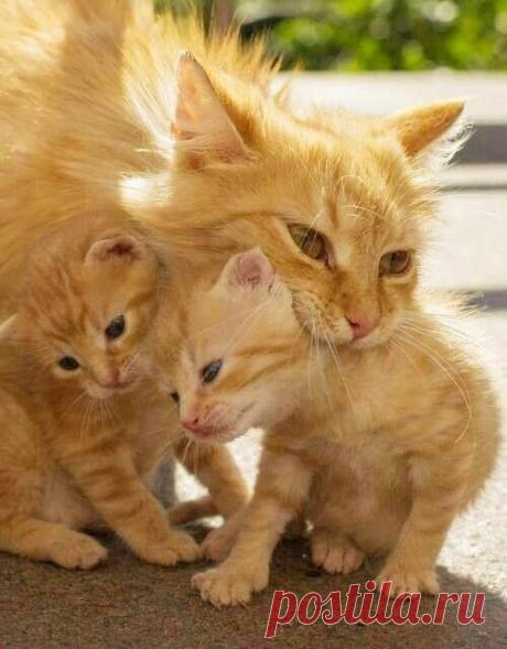 Котята, Мама and Кошки on Pinterest