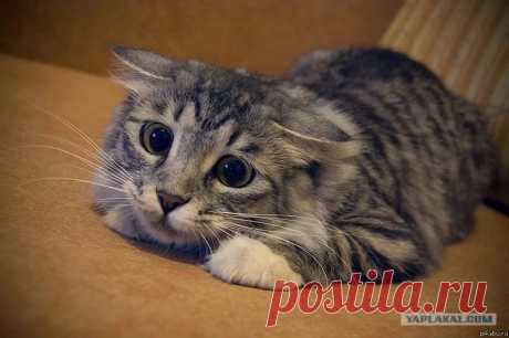 няшные котята фото: 21 тыс изображений найдено в Яндекс.Картинках