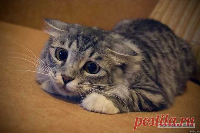 няшные котята фото: 21 тыс изображений найдено в Яндекс.Картинках