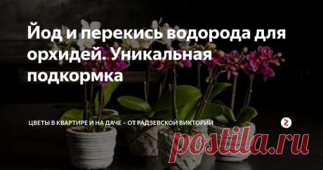 Йод и перекись водорода для орхидей. Уникальная подкормка Орхидеи очень красивые комнатные растения, которые украшают собой любой интерьер. Для поддержания растений здоровыми необходимо регулярно подкармливать цветы уникальным удобрением, приготовленным на основе йода и перекиси.  Рассмотрим, как правильно приготовить раствор и подкормить орхидеи.
