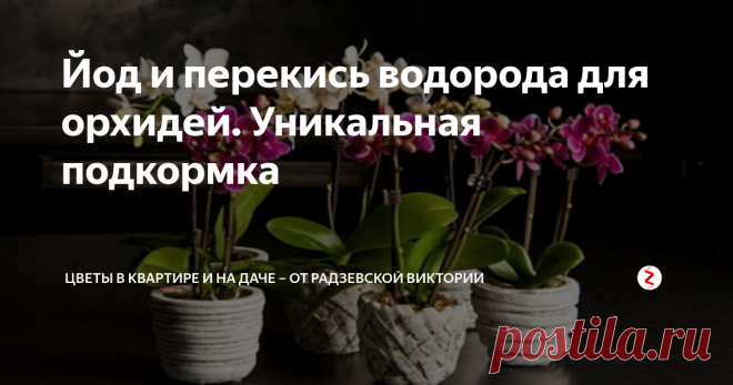 Йод и перекись водорода для орхидей. Уникальная подкормка Орхидеи очень красивые комнатные растения, которые украшают собой любой интерьер. Для поддержания растений здоровыми необходимо регулярно подкармливать цветы уникальным удобрением, приготовленным на основе йода и перекиси.  Рассмотрим, как правильно приготовить раствор и подкормить орхидеи.
