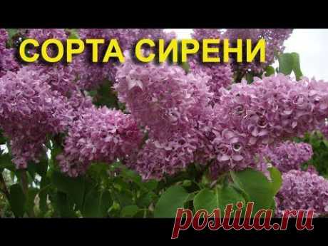 Сорта сирени - Великолепный сиреневый сад Петериса Упитиса - YouTube