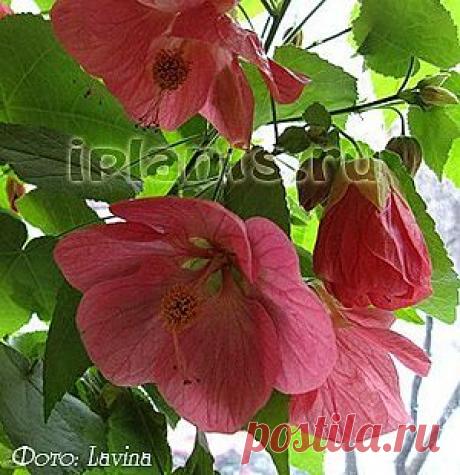 Абутилон Abutilon - Комнатные растения и цветы