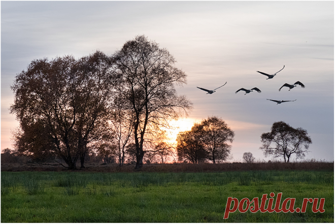 Kraniche in der Diepholzer Moorniederung on Behance