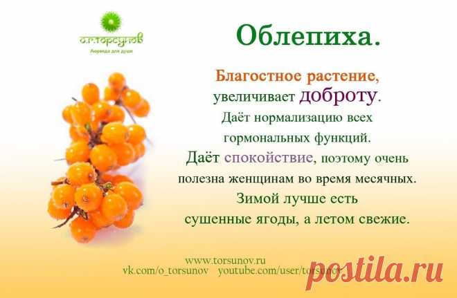 Облепиха