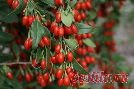 Ягоды годжи что это за растение и где они растут. Фото плодов
