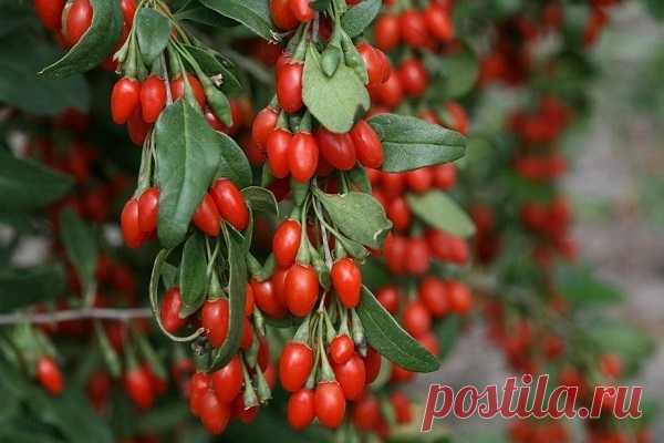 Ягоды годжи что это за растение и где они растут. Фото плодов
