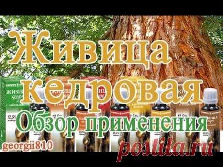 Живица кедровая: польза и вред