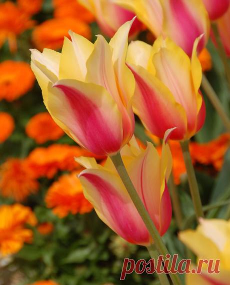 tulp_31.jpg (1920×2376)