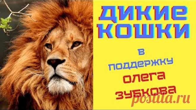 Дикие кошки 😺 Тест в поддержку Олега Зубкова (Парк львов Тайган) 🦁🐯 Подпишись на канал Дом тестов!