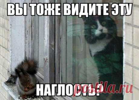 Вы тоже видите? | KotoMail.ru