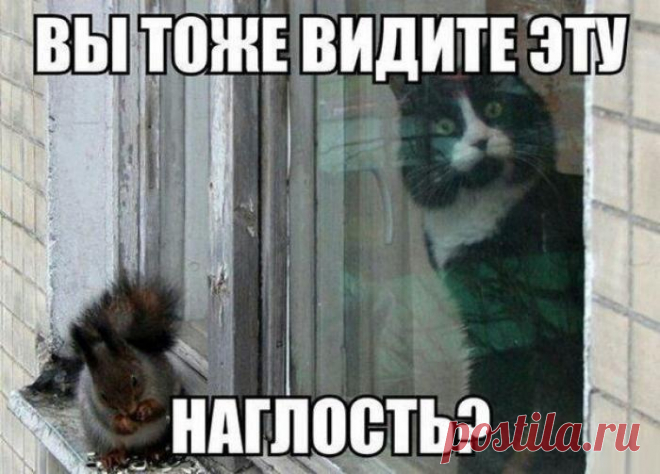 Вы тоже видите? | KotoMail.ru
