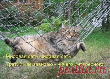 Прикольная подборка фото кошек с надписями | mixfacts.ru | Яндекс Дзен