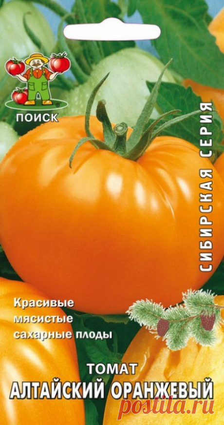 Томат Алтайский оранжевый: характеристика и описание сорта, отзывы кто сажал и фото урожайности помидоров