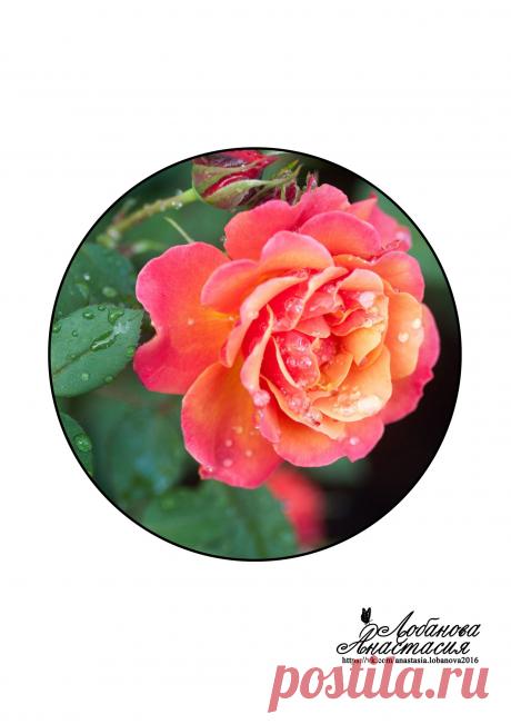 rsgPG5xcV-E.jpg (1527×2160)