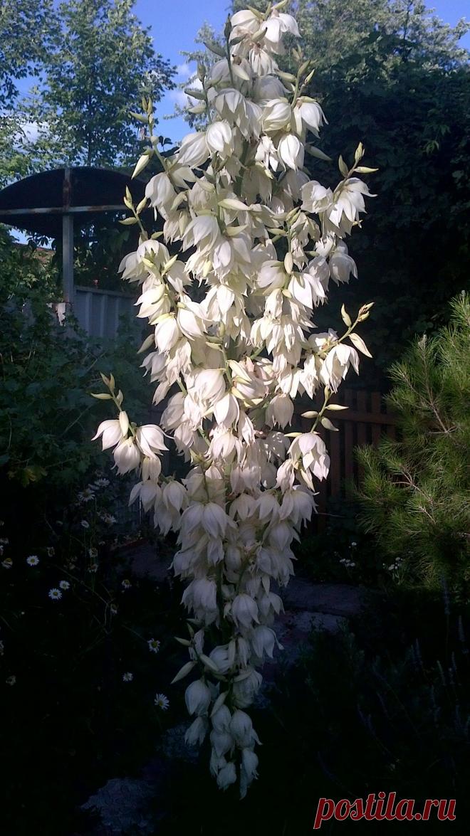 Цветет юкка