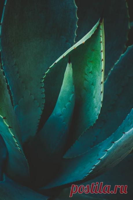 Agave by Alan Shapiro – Beautiful Pictures
