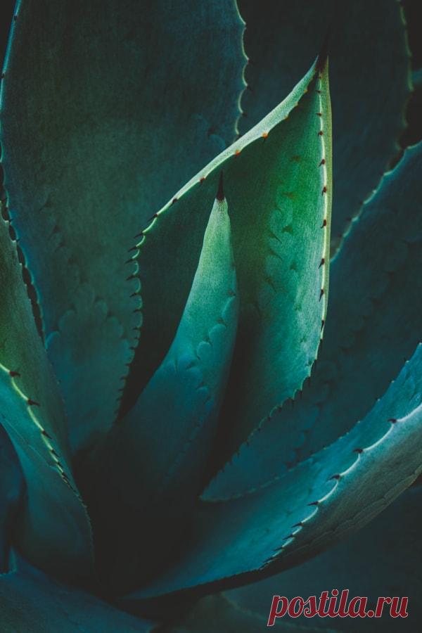 Agave by Alan Shapiro – Beautiful Pictures