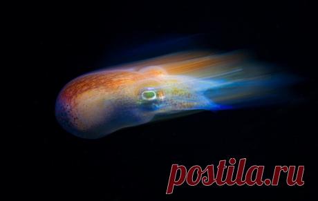 Маленькая каракатица сепиола двурогая морской кометой скользит в воде, но в случае опасности может практически мгновенно отпрыгнуть на метр и, выбросив защитные чернильные пятна, скрыться от вашего взгляда в водах Японского моря. Снимок фотографа ШАГ: nat-geo.ru/community/user/44590/ Чудесных снов!