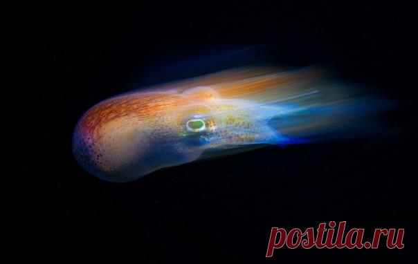 Маленькая каракатица сепиола двурогая морской кометой скользит в воде, но в случае опасности может практически мгновенно отпрыгнуть на метр и, выбросив защитные чернильные пятна, скрыться от вашего взгляда в водах Японского моря. Снимок фотографа ШАГ: nat-geo.ru/community/user/44590/ Чудесных снов!