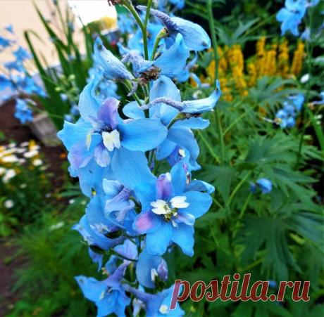 В день голубых глаз расцвел голубой дельфиниум)))💙👀💙