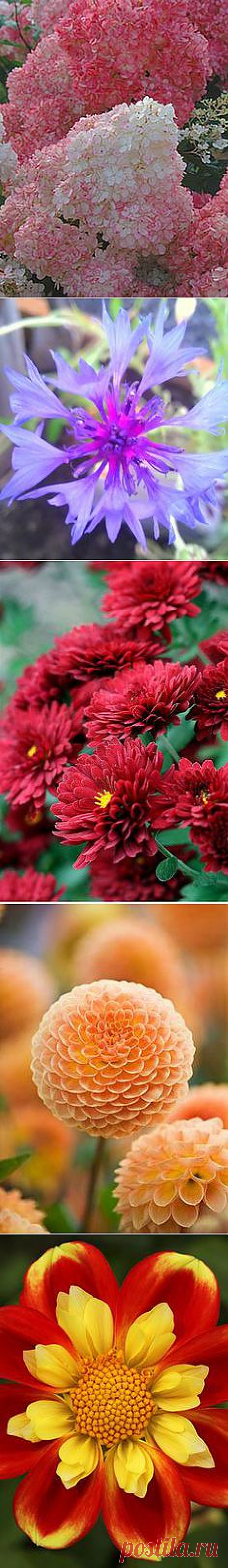 Flowers/Gardens