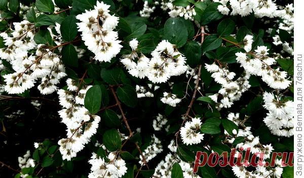 Дейция шершавая. Великолепный цветущий кустарник для солнечных и тенистых мест. Выращивание на юге. Фото