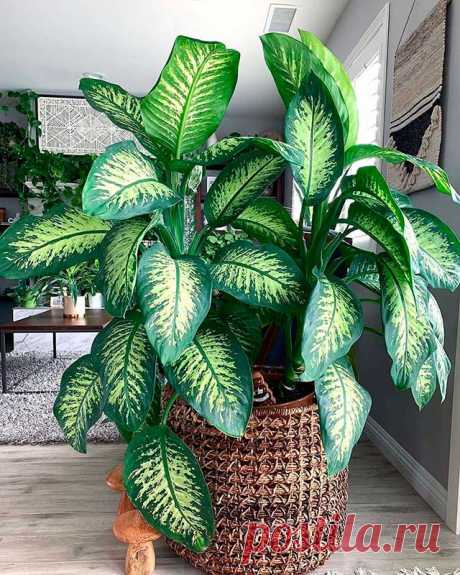 Комнатное растение Диффенбахия (Dieffenbachia). Название рода дано в честь немецкого ботаника И.Ф. Диффенбаха (1794-1847). Высота этого травянистого растения может достигать 1,5-1,8 м. Обычно его ствол обрезают на высоте 10-15 см над уровнем почвы. Вскоре появляются боковые побеги, придающие диффенбахии кустовидную форму. Цветение в комнатных условиях происходит редко.