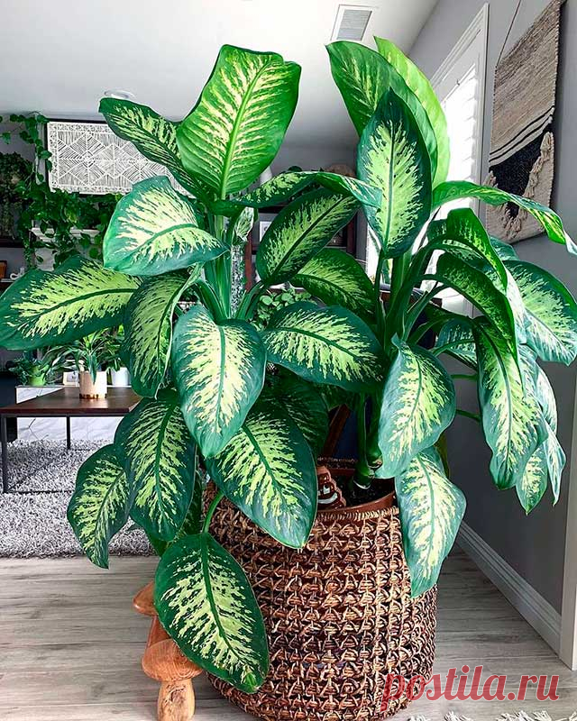 Комнатное растение Диффенбахия (Dieffenbachia). Название рода дано в честь немецкого ботаника И.Ф. Диффенбаха (1794-1847). Высота этого травянистого растения может достигать 1,5-1,8 м. Обычно его ствол обрезают на высоте 10-15 см над уровнем почвы. Вскоре появляются боковые побеги, придающие диффенбахии кустовидную форму. Цветение в комнатных условиях происходит редко.