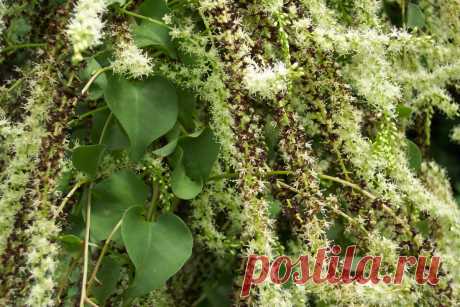 Лиана анредера — клубневое чудо Среди комнатных лиан более «странного» растения, чем анредера, не встретить. Мало того, что растение развивается из клубней, так оно еще и способно достичь потрясающей высоты, удивить своими необычными деталями. Сердцевидные листья и уникальные поникающие соцветия, любоваться кружевной текстурой кот