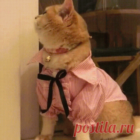 Роскошная леди