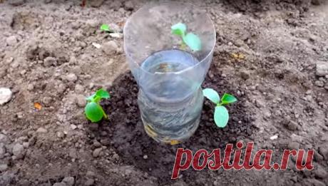 Хитрое приспособление старых огородников. Сделай себе такое же | Сельский огородник | Яндекс Дзен